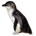 penguin.gif penguin.gif