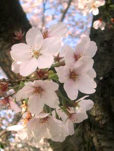 sakura.jpg sakura.jpg
